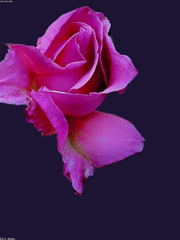 هوشمندسازی زنجیره زعفران